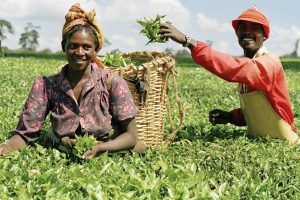 Anchor Borrowers’ Programme: CBN disbursed N791 Billion to over 3m farmers