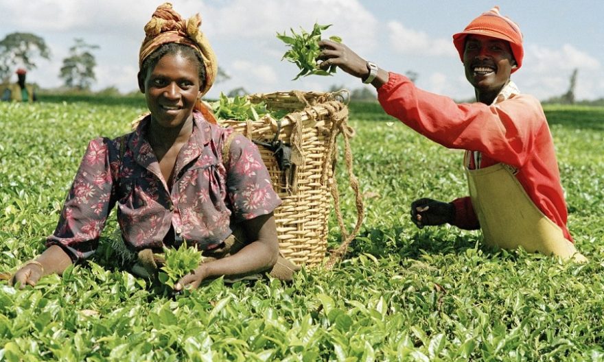 Anchor Borrowers’ Programme: CBN disbursed N791 Billion to over 3m farmers